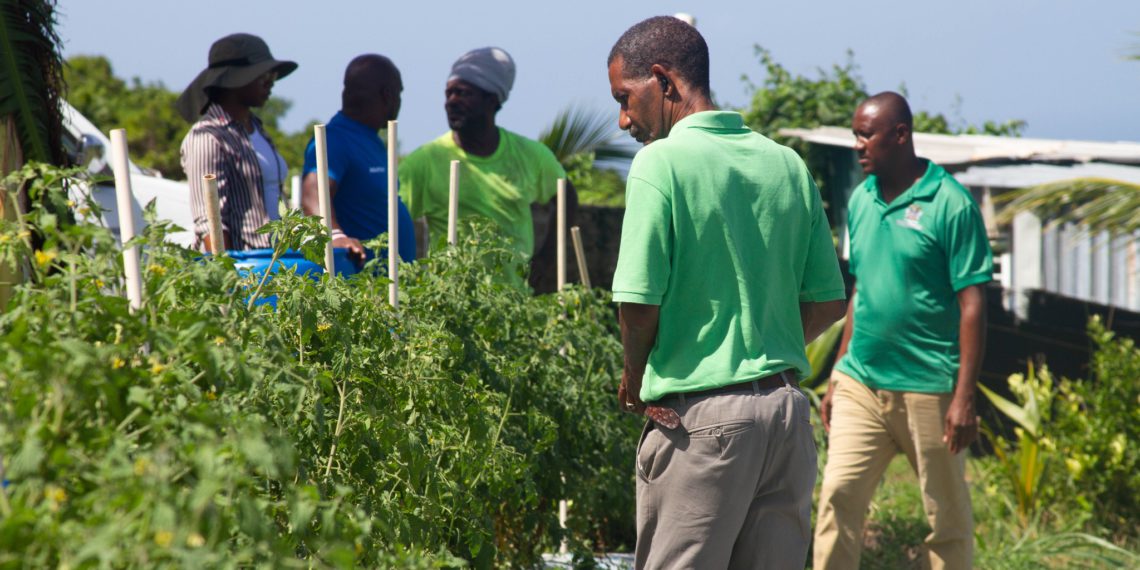 St. Kitts Sees Significant Increase in Crop Production for Year 2024 Thanks To Government’s Drought Resistant Technology Investment