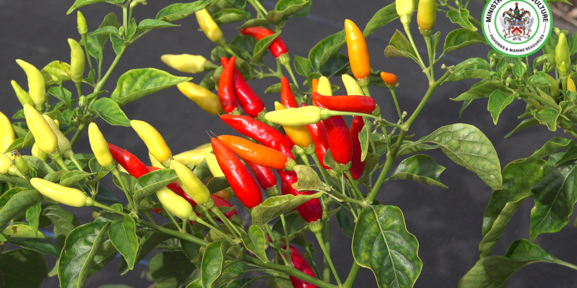 Tabasco Pepper Initiative Reflects Government’s Proactive Strategy to Diversify Agriculture as Project Moves to Next Phase