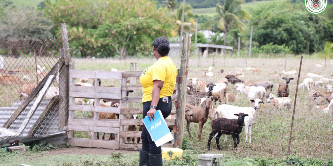 Livestock Judging Competition Underway Ahead Of 2025 World Food Day Celebrations In St. Kitts