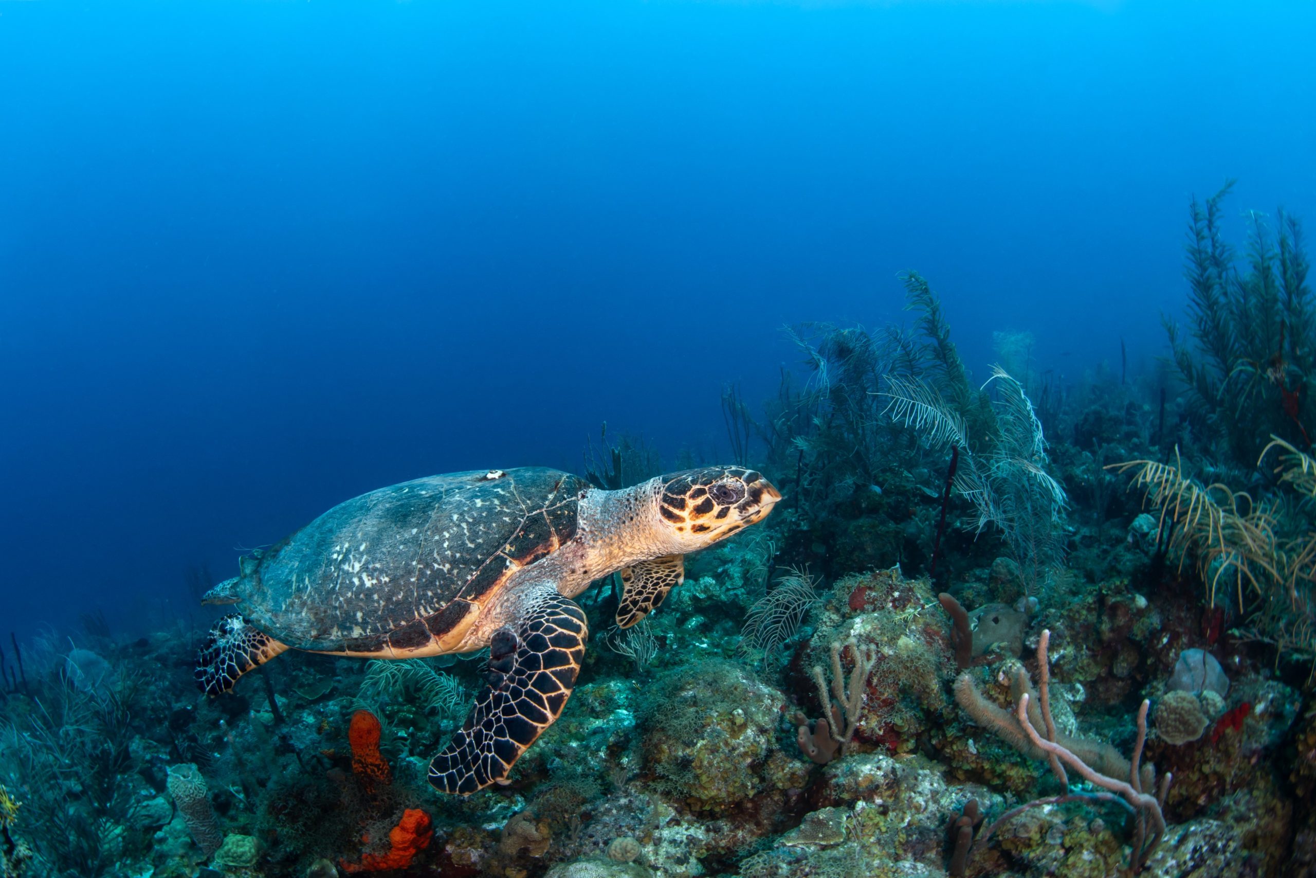 St. Kitts Dominates 2026 Scuba Diving Readers’ Choice Awards With 6 Awards