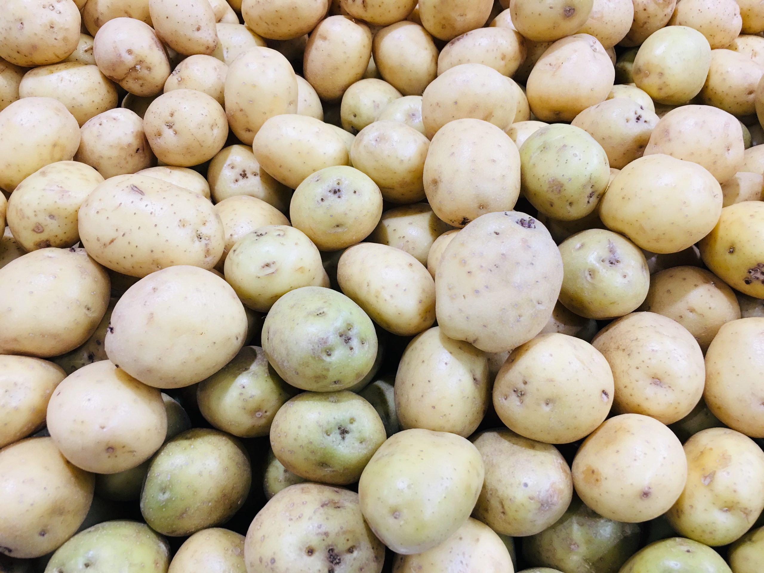 White Potato Production and Marketing Gets a Boost as OECS Commission Strengthens Regional Capacity