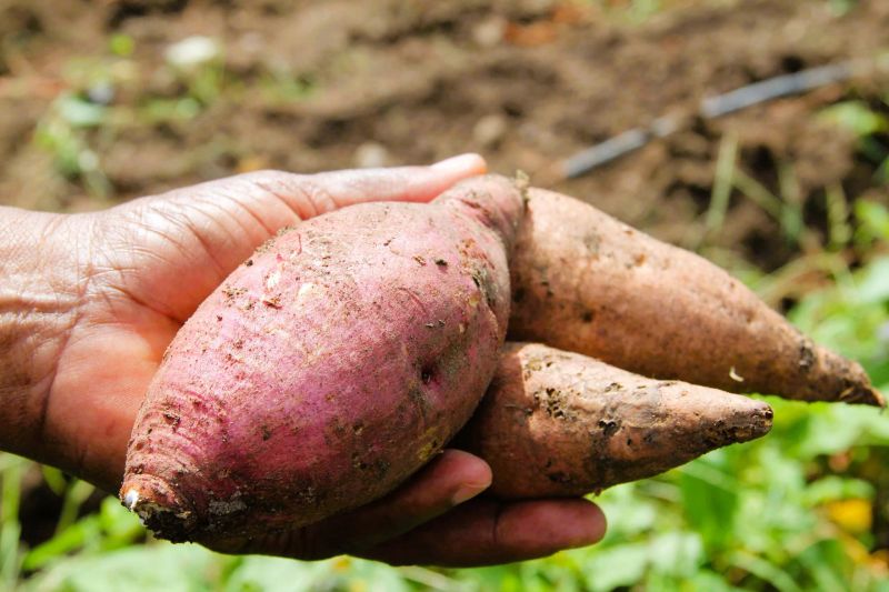 Nevis Offers Attractive Incentives for Agribusiness Investors