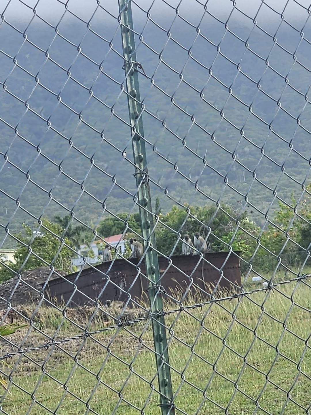 Urgent Call Made to Protect the Growing of Food in Nevis from The Monkeys