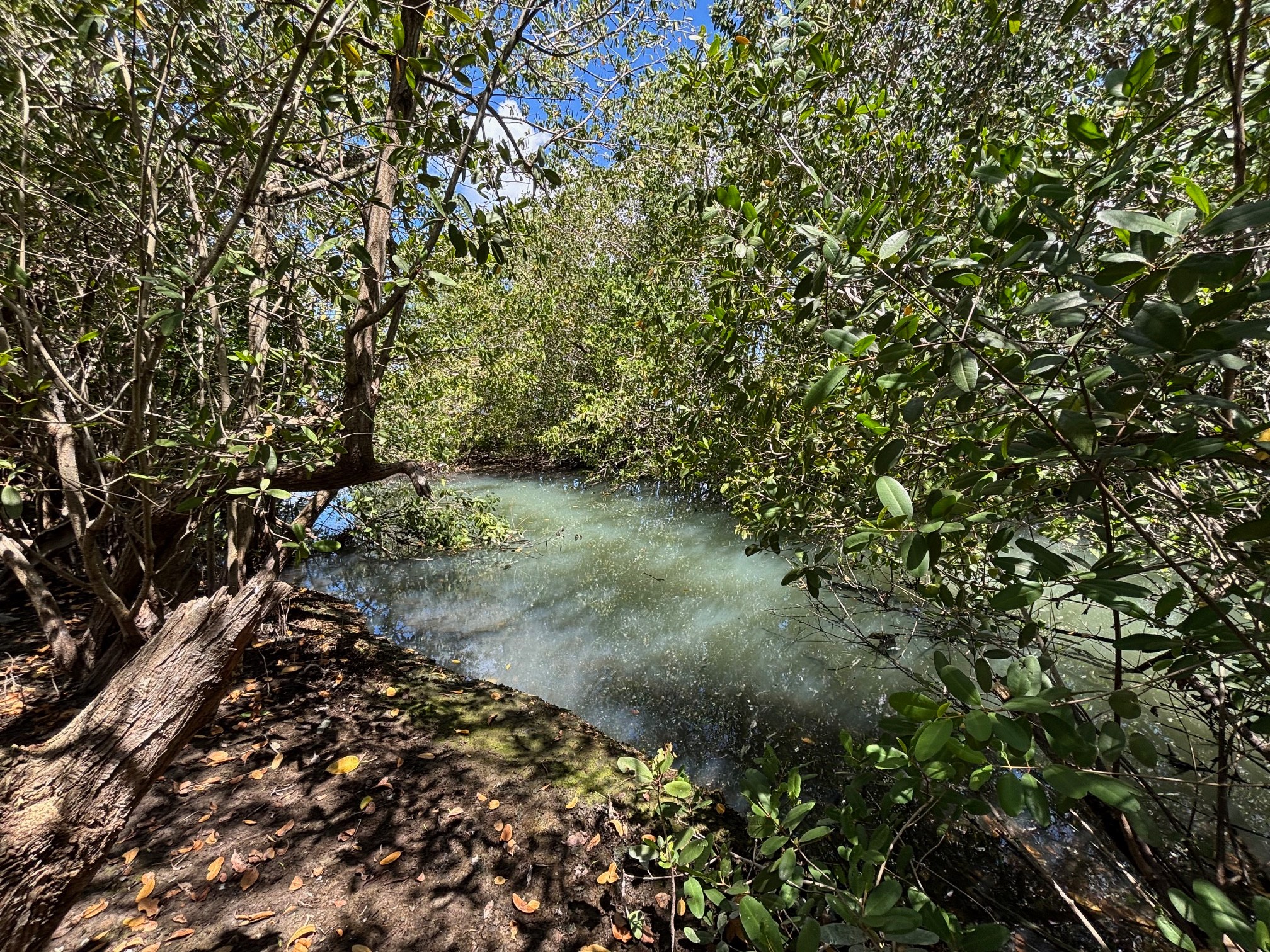 NHCS Meets with IUCN Representatives to Discuss Mangrove Conservation in Nevis