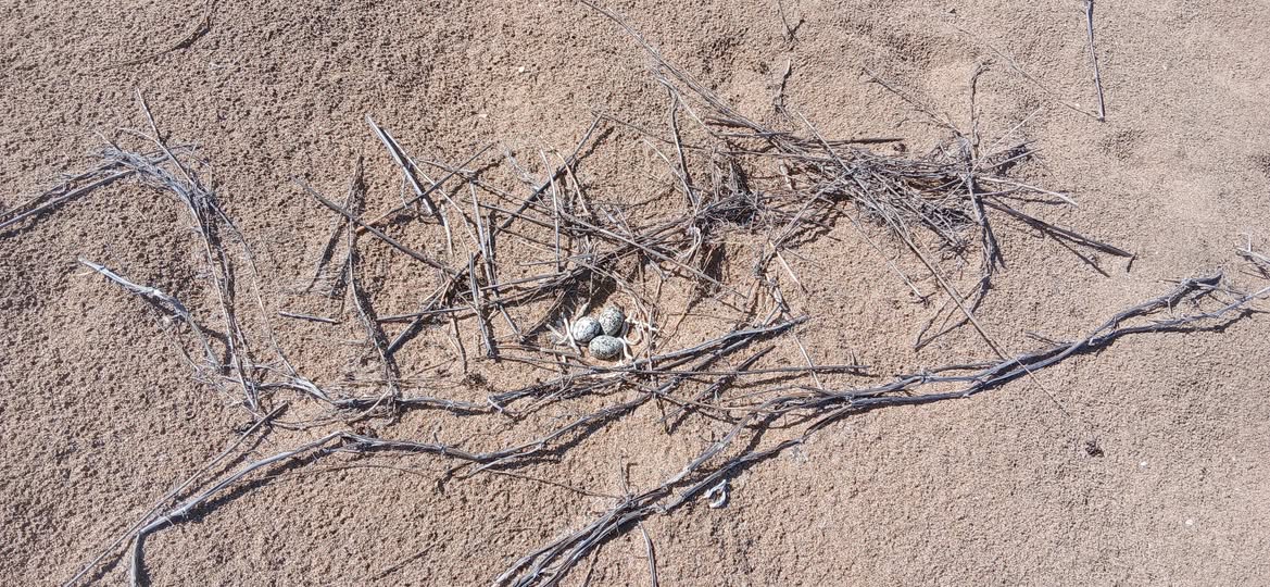Sea Turtle Monitoring Network Urges Public to Protect Nesting Areas During Critical Season