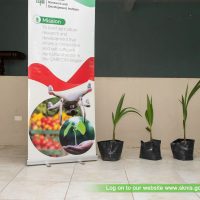 Coconut Seedings Distributed to Farmers in St. Kitts to Boost Local Production