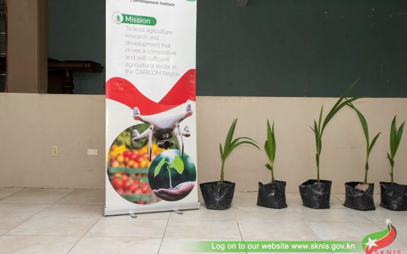 Coconut Seedings Distributed to Farmers in St. Kitts to Boost Local Production