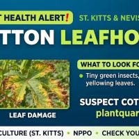 Plant Health Alert :Cotton Leafhopper