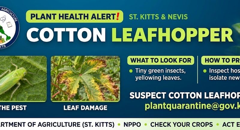 Plant Health Alert :Cotton Leafhopper